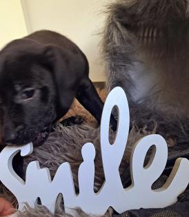 Old english bulldog-Red Fox Labrador welpen