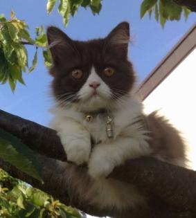 Wir erwarten BKH - Kitten