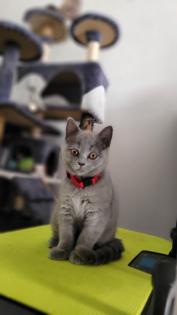 BKH blue Kitten - auszugbereit - reinrassig - Britisch Kurzhaar
