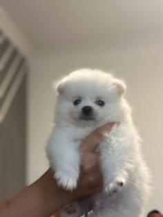 Pomerania Boo