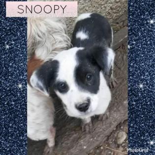 Welpen und junge Hunde suchen ein schönes Heim
