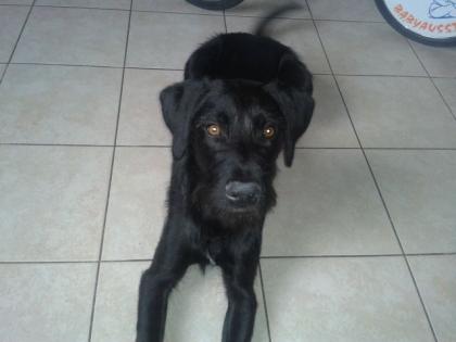 Lieber Labrador-Deutsch Kurzhaar-Mischling s Welpe sucht neues zu Hause
