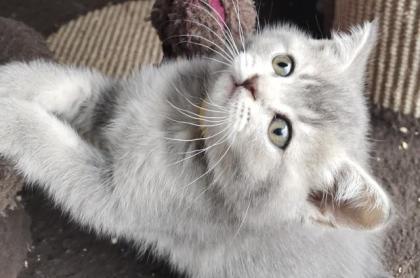 BKH kitten