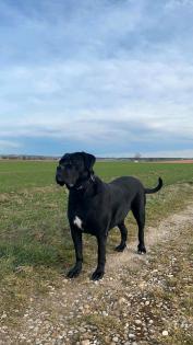 Cane Corso geboren 30. 07. 2021