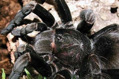 Pamphobeteus nigricolor, selten