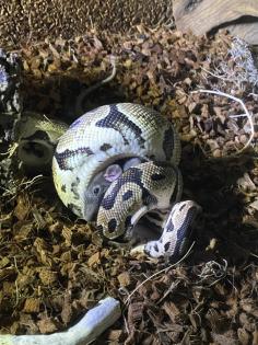 Königspython Lesser/Classic M vermutlich