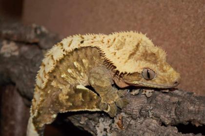 1. 0 Crested Gecko für Hamm
