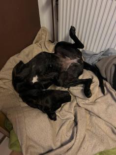 Cane Corso 19 Monate alte Hündin