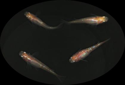 Medaka Reisfische, Buci Lame