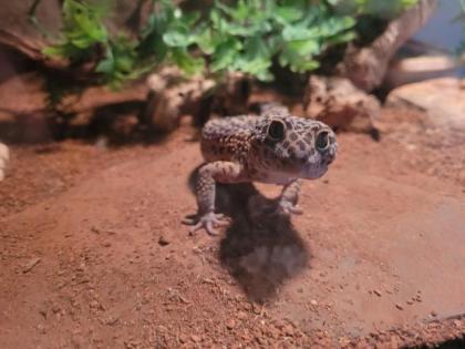 Leopardgecko männlich mit Terrarium