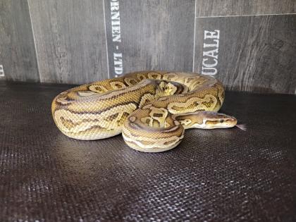 1. 0 Königspython Ballpython Black Pewter black pastel, pastel adult Python Regius