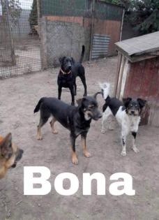 Bona. ist eine schüchterne Hündin, sehr lieb und freundlich