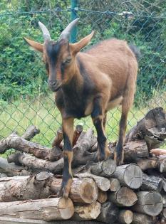 Ziegen Bock