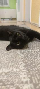 Leider 2 Kater abzugeben