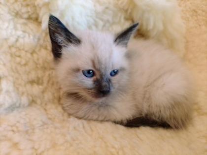Baby Katzen Siamkitten REINRASSIG