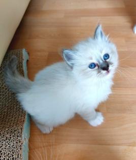 Heilige birma kitten