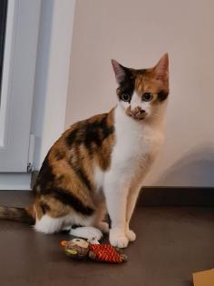 Katzensitting Tierbetreuung gesucht
