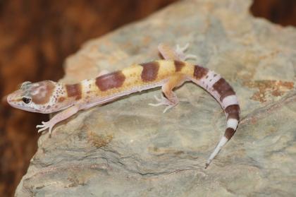 Leopardgecko Super Giant 0. 1