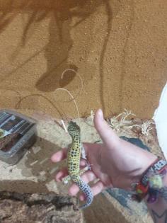 Leopardengecko
