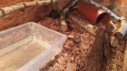 Boa Constrictor Imperator het anery jungle