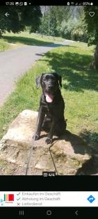 Labrador - Cane Corso