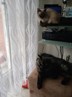 Deckkater MaiCoon Perser Mischling
