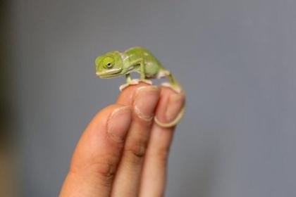 Suche Jemenchamäleon Baby