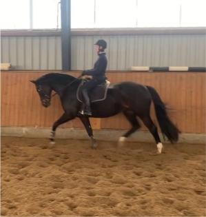 Reitbeteiligung Mensch 29J sucht Pferd