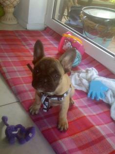 Französische Bulldogge Welpen