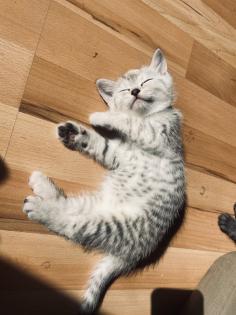 Noch 5 BKH/BLH Mix Kitten