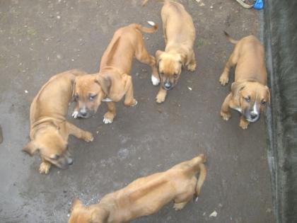 Rhodesien Ridgeback-American Bulldog Mix Welpen