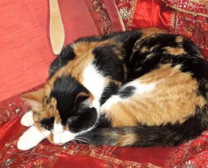 Finderlohn Dreifarbige tricolor Katze Glückskatze schmerzlich vermisst