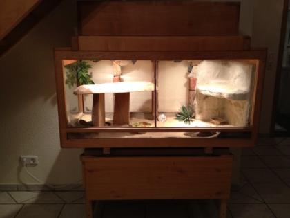 Terrarium mit bartagamen Pärchen