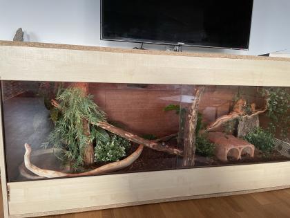 2 Boa Constrictor Imperator Mädels abzugeben