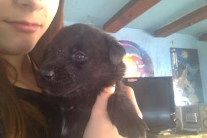 Labradormischlingswelpen