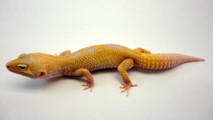 Leopardgeckos direkt vom Züchter