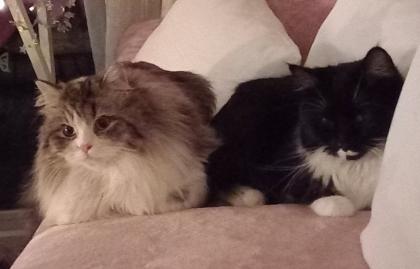 Main Coon u. Perser Mix Mädels in liebe Hände abzugeben