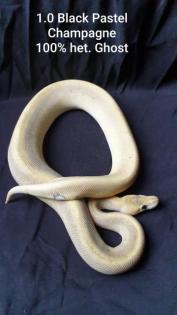 Python Regius Bestandsverkleinerung