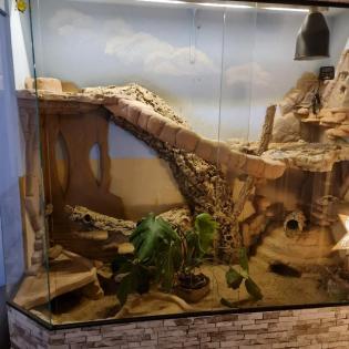 Bartagame mit Terrarium