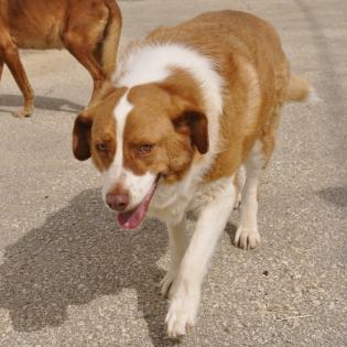 Bitsie sucht ein Zuhause