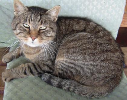 Kater Katze