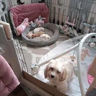 Maltipoo Welpen Rüde aprico