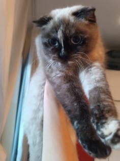 Weibliche Katze