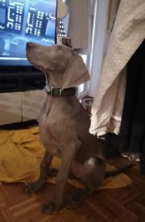 Weimaraner Rüde mit Ahnentafel