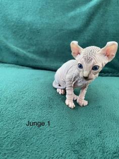 Süße Canadian Sphynx Kitten