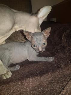 Katzen Babys