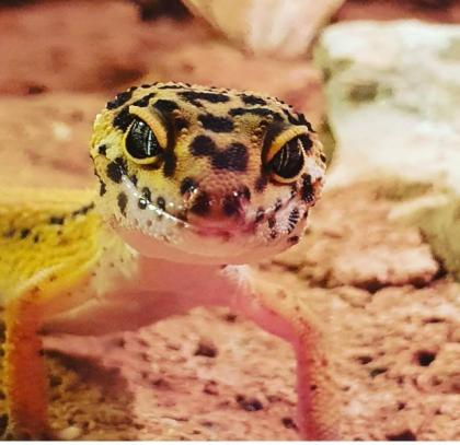 2 Geckos mit Terrarium und Unterschrank