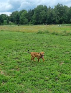 Aussiedor Mix Welpen suchen ab sofort ein zuhause