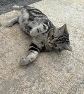 BKH black silver classic tabby /spotted