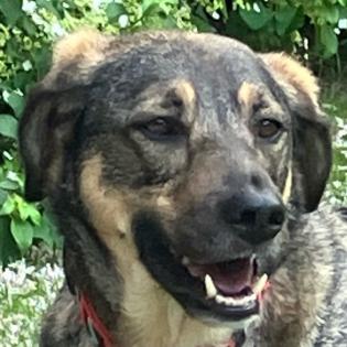 MOSTIE - männlich 4 Jahre 2 Monate 57 cm 24 kg Mix Gechipt Kastriert